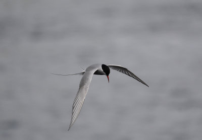 Artic tern