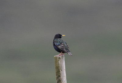 Common starling (Faroensis)