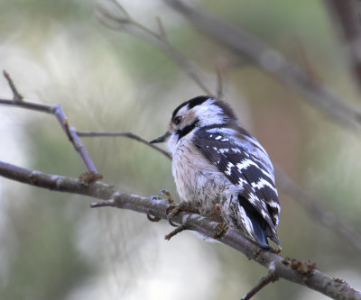 Lesser spotted woodpecker