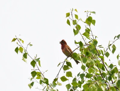 Scarlet rosefinch
