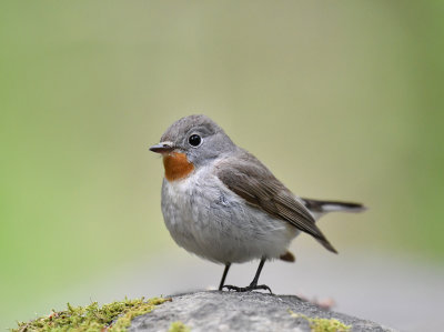 Red-breasted flycatcher