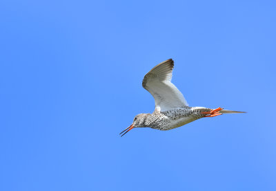 Common redshank