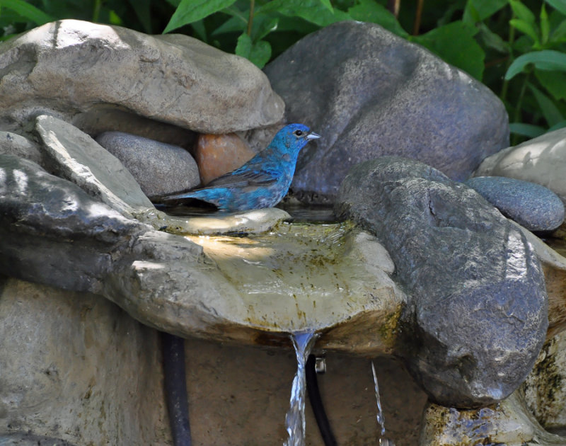 Indigo Bunting 0017.jpg