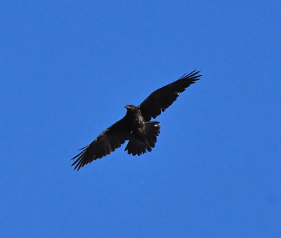 Raven_0158.jpg