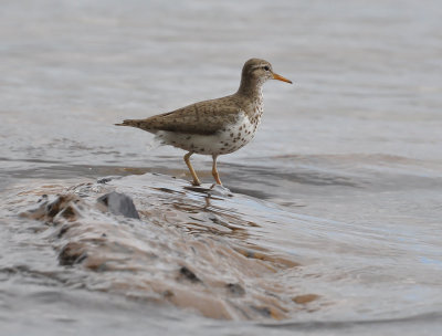 Spotted Sandpiper 0165.jpg