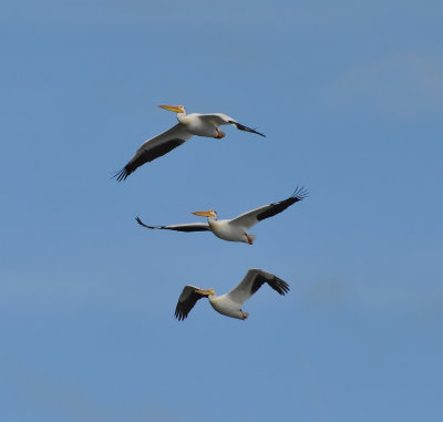 American White Pelican 0377.jpg