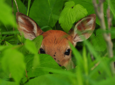 Yard Fawn 0128.jpg