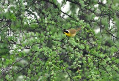 Common Yellowthroat 0052.jpg