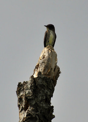 Olivesided Flycatcher 0497.jpg