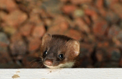 Weasel_0014.jpg