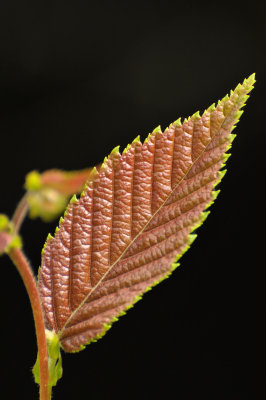 New Leaf 0059