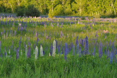 Four Acre Lupine Field 0038.jpg