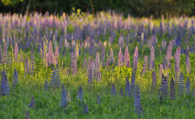 Lupin Field 0068.jpg