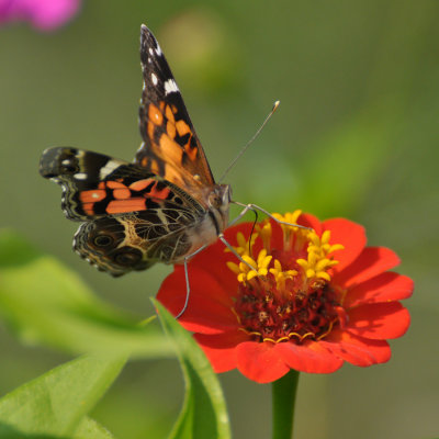 American Painted Lady 0032.jpg