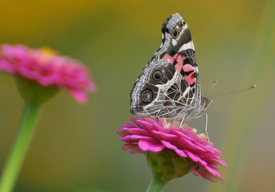 American Painted Lady 0084.jpg
