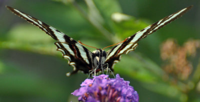 Zebra Swallowtail 0205.jpg