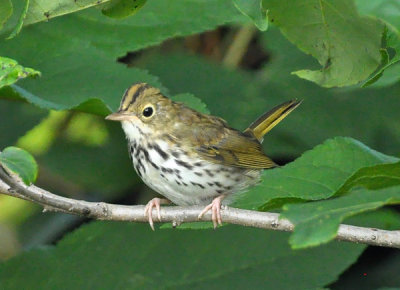 Ovenbird 0128.jpg