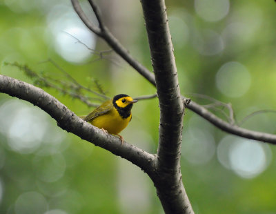 Hooded Warbler 0063.jpg