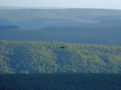 Bald Eagle Classic View 3059.jpg