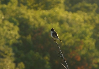 Flycatcher 3029.jpg