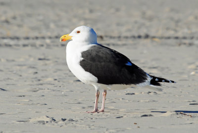 Great Black-backed Gull 0169.jpg
