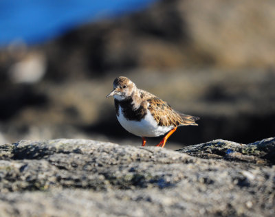 Ruddy Turnstone 0534.jpg