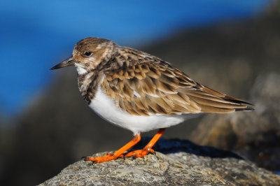 Ruddy Turnstone 0609.jpg