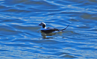 Long-tailed Duck 0347.jpg