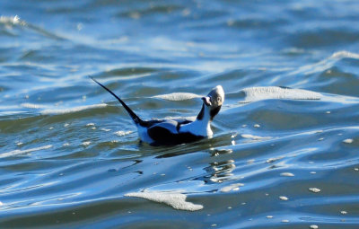 Long-tailed Duck 0380.jpg