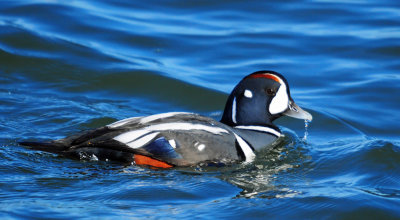 Harlequin Duck Male 0474.jpg