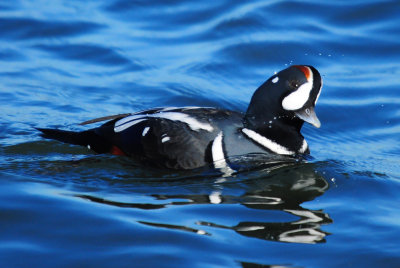 Harlequin Duck Male_0471.jpg