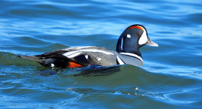 Harlequin Duck Male 0476.jpg