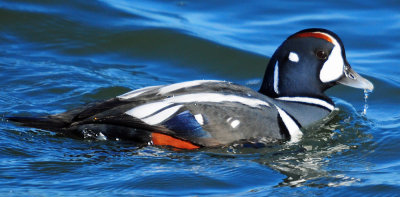 Harlequin Duck Enlarged 0474.jpg