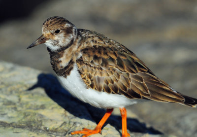 Ruddy Turnstone 0576.jpg