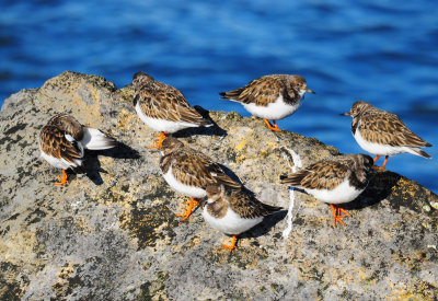Ruddy Turnstones 0638.jpg