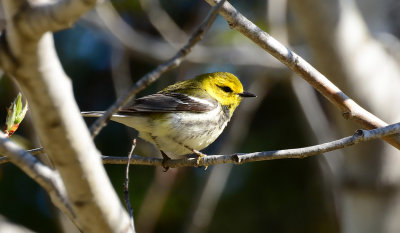 Black-throated Green Warbler 3391.jpg
