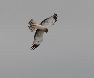 Harrier Hawk - Male 1778.jpg