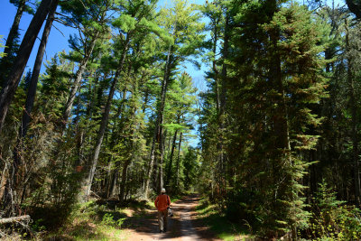Old Growth Boreal Forrest_3559.jpg