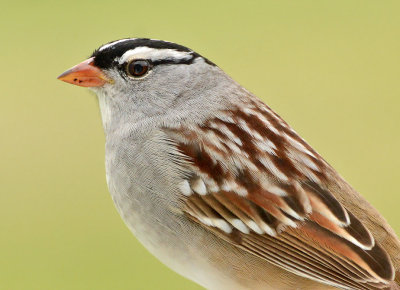 White-crowned Sparrow.jpg