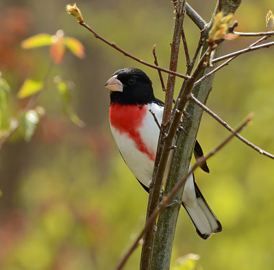 Rose-breasted Grosbeak 1278.jpg