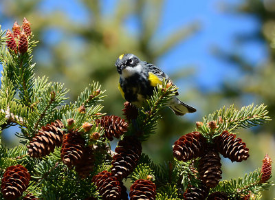 Yellow-rumped Warbler_3513.jpg