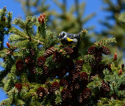 Yellow-rumped Warbler_3515.jpg