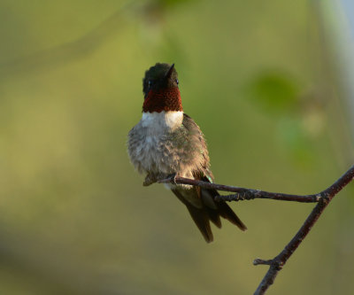Ruby-throated Hummingbird 1585.jpg