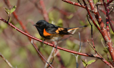 American Redstart_2755.jpg
