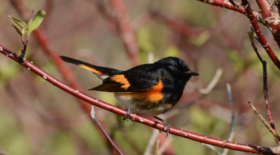 American Redstart_2766.jpg