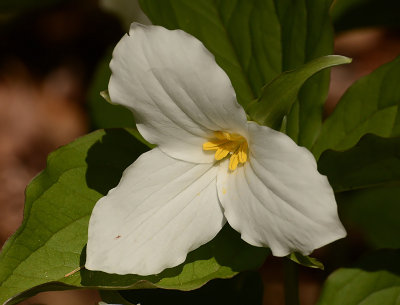 Trillium1095.jpg