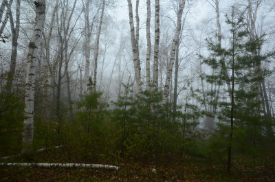 Birch Grove II_0818.jpg