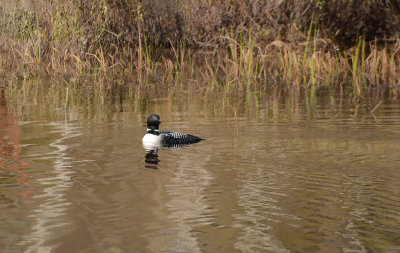 Common Loon II_1007.jpg