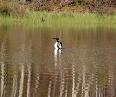 Common Loon II_0950.jpg