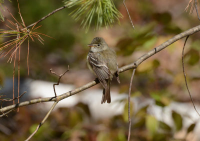 Least Flycatcher II_2989.jpg